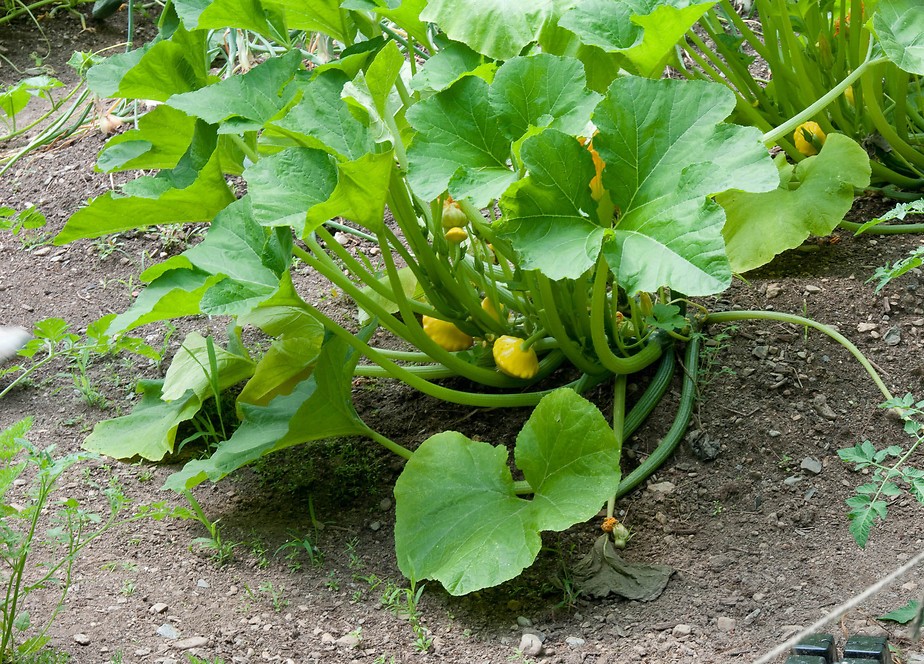 Представитель Семейства Cucurbitaceae